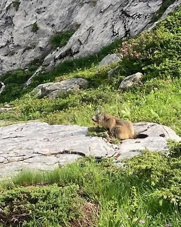 L'ourse Avec Chalet Pralognan-la-Vanoise